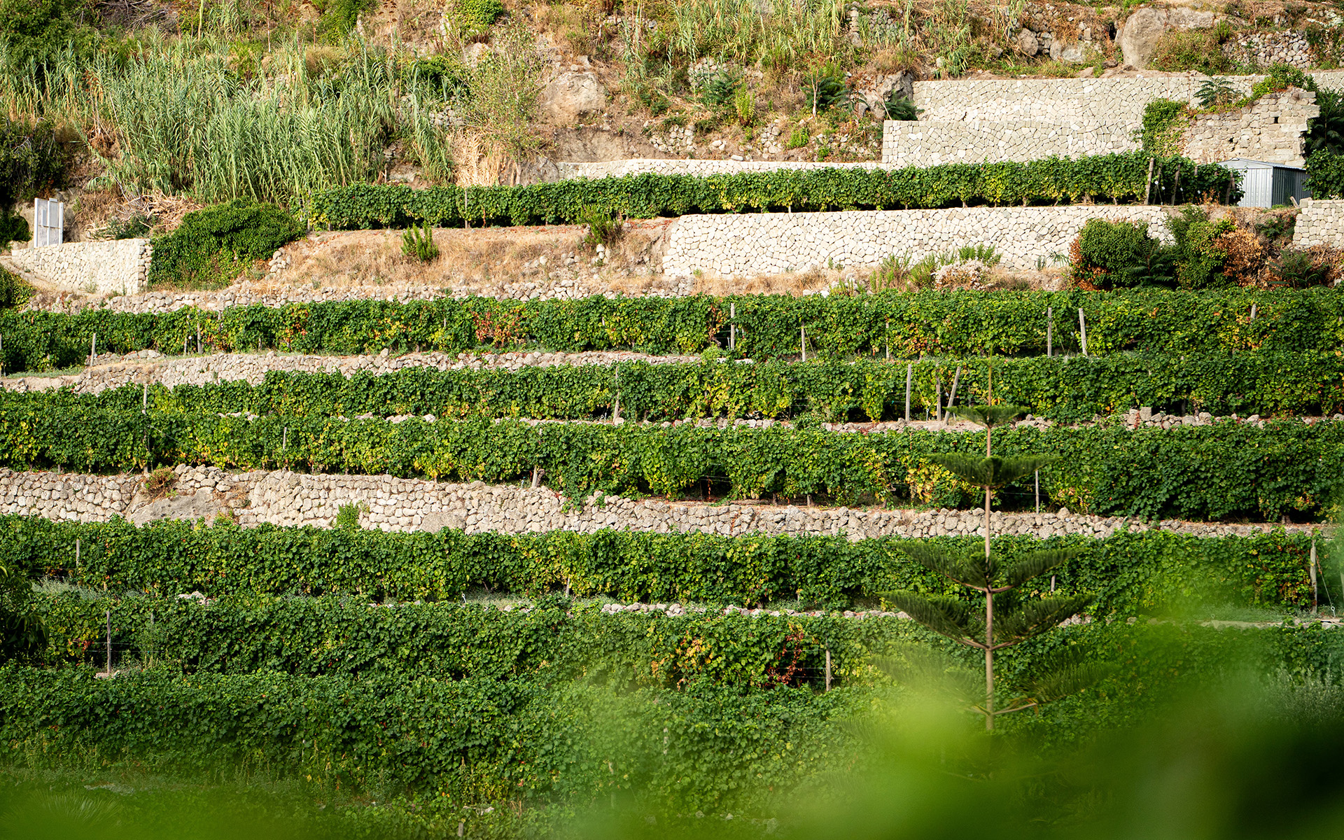 I vigneti