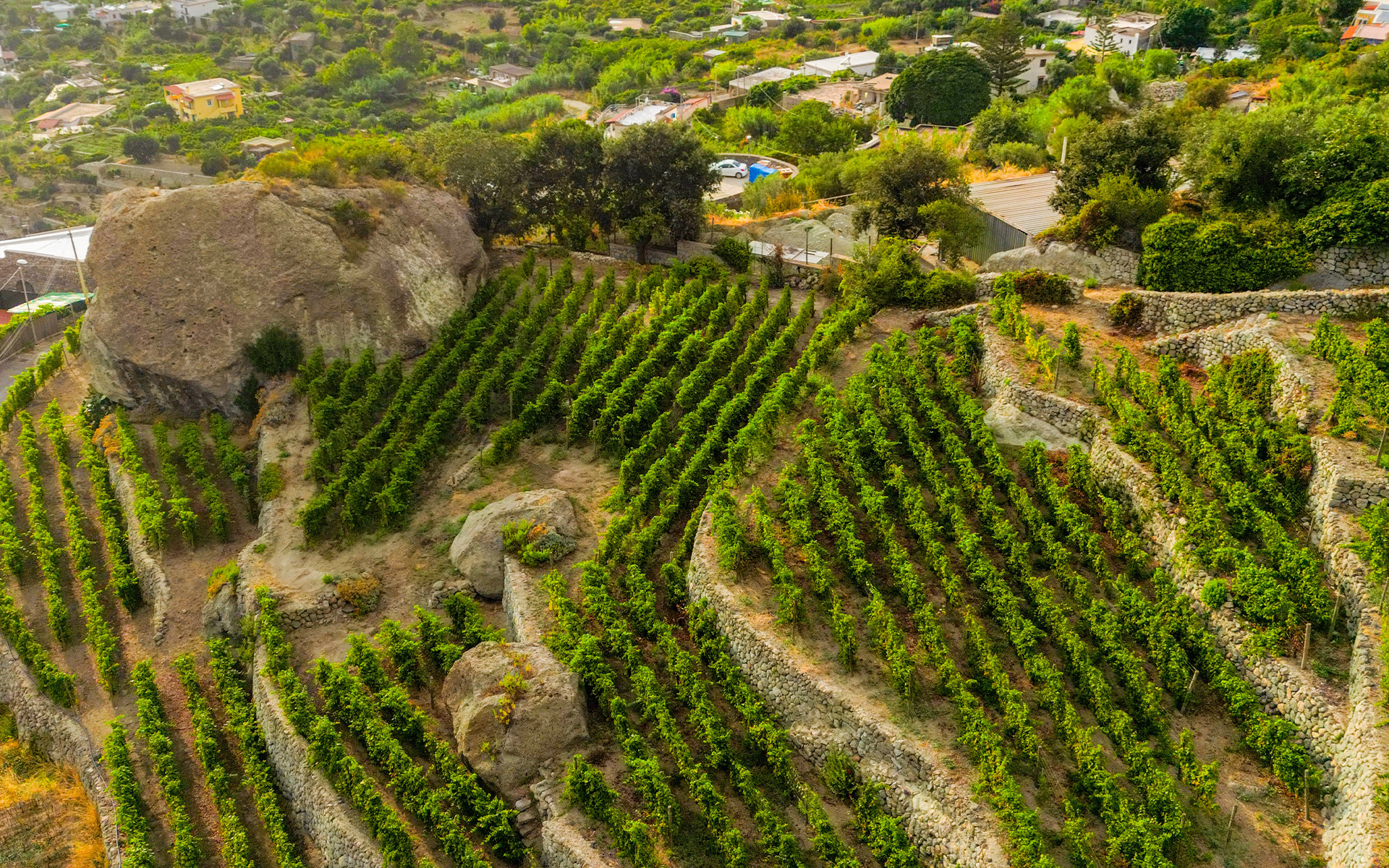 I vigneti